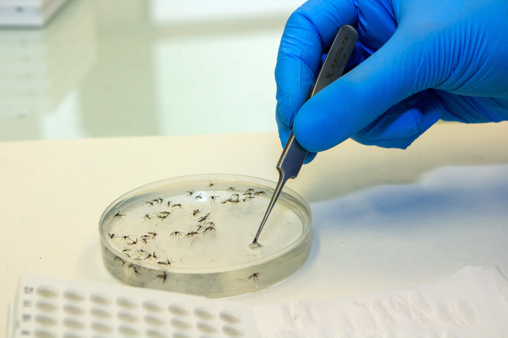 Can Breeding Millions of Mosquitoes Help Fight the Dengue Surge?